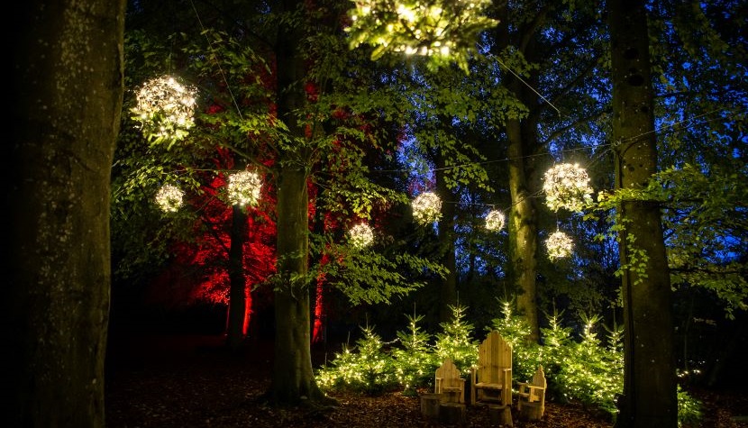 Blackwood Forest woodland winter lights